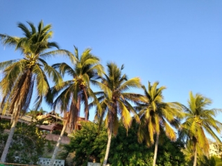 La Ropa coconut palms
