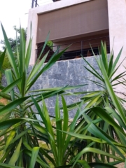 View from garden